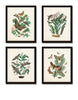 Antique Moths Print Set No. 1