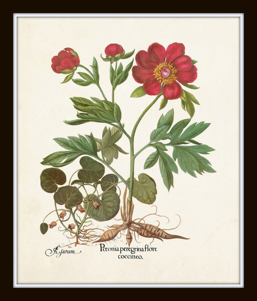 Vintage Bird and Botanical Print Set No.2 - Giclee Art Prints – Belle ...