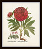 Antique Peony Floral Print Set No. 5