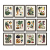 French Vegetable Print Set No. 12