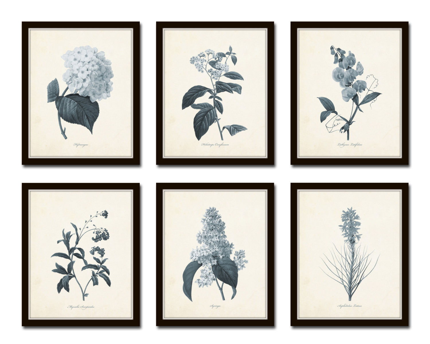 Botanical Print Sets – Page 2 – Belle Maison Art