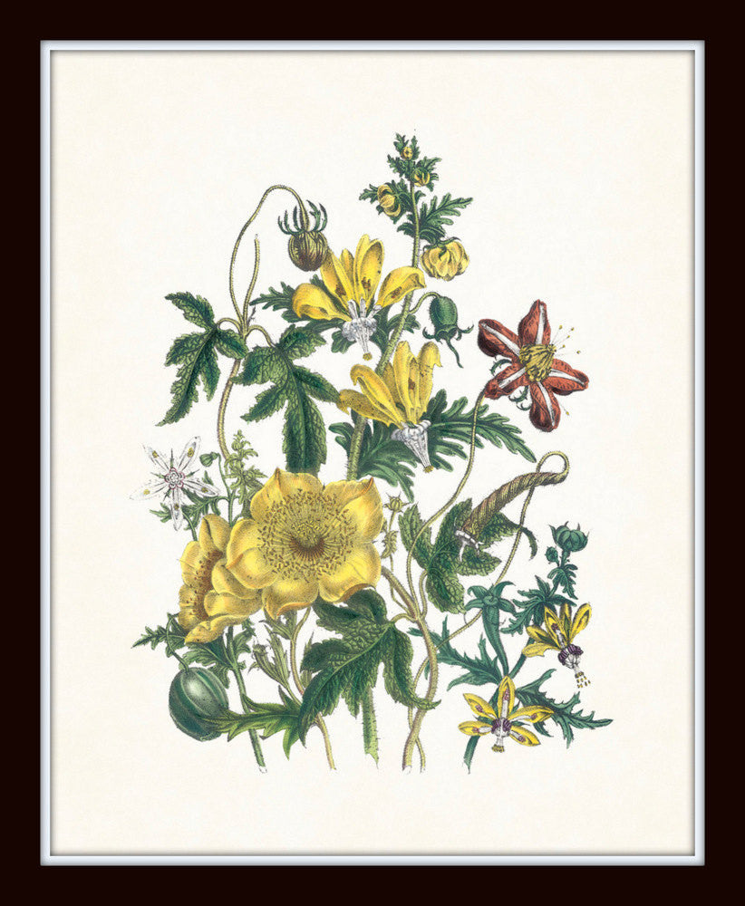 Vintage Wildflowers Botanical Print Set No. 5 – Belle Maison Art