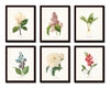 Botanical Garden Floral Print Set No. 17