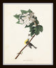 Audubon Birds Print Set No. 25