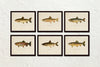 Vintage Trout Print Set No. 2