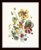 Vintage Wildflowers Botanical Print Set No. 5