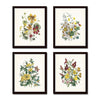 Vintage Wildflowers Botanical Print Set No. 5