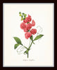 Botanical Garden Floral Print Set No. 17