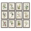 Audubon Birds Print Set No. 25