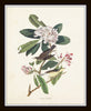 Audubon Birds Print Set No. 25