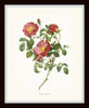Redoute Roses Floral Botanical Print Set No. 6