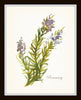 Watercolor Herbs Print Set No. 6