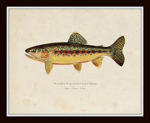 Vintage Trout Print Set No. 2