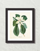 Vintage Magnolia No. 60 Botanical Art Print