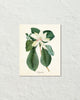 Vintage Magnolia No. 60 Botanical Art Print