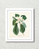 Vintage Magnolia No. 60 Botanical Art Print