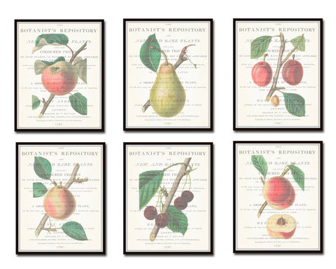 Vintage Fruit Botanical Print Set No. 1