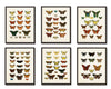 Vintage Butterfly Print Set 1 - Giclee Prints