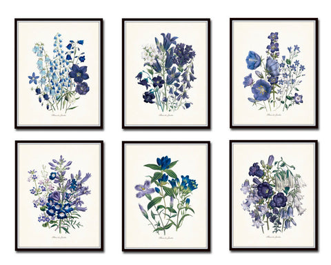 Fleurs de Jardin Print Set No. 6 - Botanical Prints