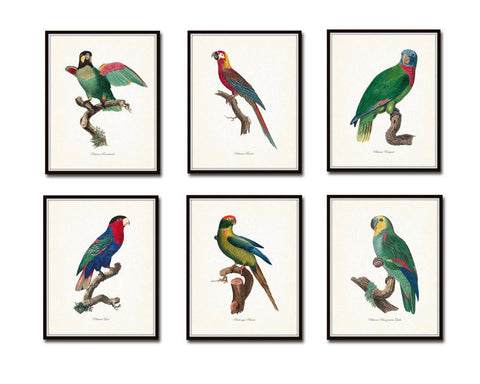 French Parrot Print Set Of Six Giclee Canvas Prints