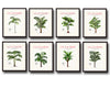 Vintage French Palm Tree Print Set No 10 - 8 Prints