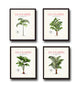Vintage French Palm Tree Print Set No. 2 - Giclee Art Prints