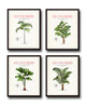 Vintage French Palm Tree Print Set No. 2 - Giclee Art Prints