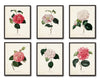 French Camellias Print Set No. 6 - Botanical Print Set