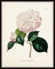 French Camellias Print Set No. 6 - Botanical Print Set