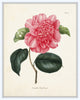 French Camellias Print Set No. 6 - Botanical Print Set