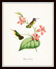 Hummingbird Print Set 1 - Giclee Art Bird Prints