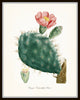 French Cactus Botanical Print Set No. 1