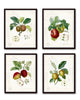 French Apple Collage Print Set