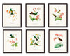 Hummingbird Print Set 1 - Giclee Art Bird Prints