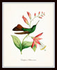 Hummingbird Print Set 1 - Giclee Art Bird Prints