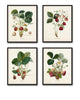 French Strawberry Print Set No. 1 - Giclee Art Prints