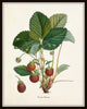 French Strawberry Print Set No. 1 - Giclee Art Prints