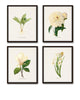 White Botanicals Print Set No. 1 - Giclee Canvas Art Prints