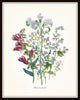 Fleurs de Jardin Print Set No. 5 - Botanical Prints