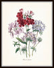 Fleurs de Jardin Print Set No. 5 - Botanical Prints