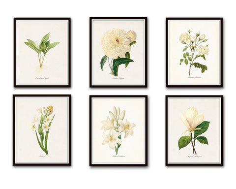 White Botanical Print Set No. 6 - Giclee Canvas Art Prints