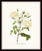 White Botanical Print Set No. 8 - Botanical Prints