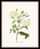 White Botanical Print Set No. 6 - Giclee Canvas Art Prints