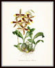 Tropical Orchids Botanical Print Set No. 4 - Giclee Canvas Art Prints