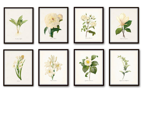 White Botanical Print Set No. 8 - Botanical Prints