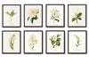 White Botanical Print Set No. 8 - Botanical Prints