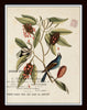 Vintage Bird and Botanical Print Set No.1 - Giclee Art Prints