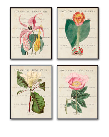 Vintage Botanical Print Set No.12 - Giclee Canvas Art Prints - Antique Botanical Prints - Wall Art - Prints - Posters - Botanical Print Sets