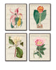 Vintage Botanical Print Set No.12 - Giclee Canvas Art Prints - Antique Botanical Prints - Wall Art - Prints - Posters - Botanical Print Sets