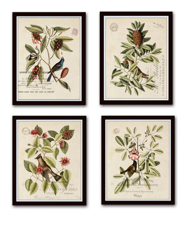 Vintage Bird and Botanical Print Set No.1 - Giclee Art Prints